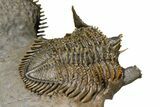Triple Erbenochile Trilobite Association - Foum Zguid, Morocco #381177-17